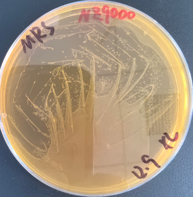 乳酸乳球菌1.png