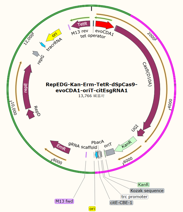 RepEDG-Kan-Erm-TetR-dSpCas9-evoCDA1-oriT-citEsgRNA1