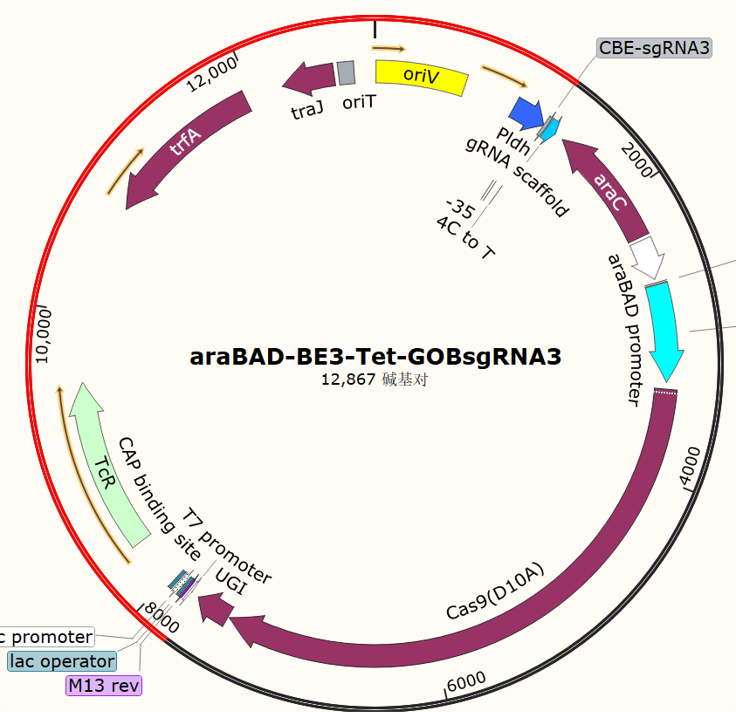 araBAD - BE3 - Tet - GOBsgRNA3