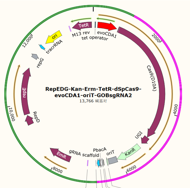 RepEDG-Can-Erm-TetR-dSpCas9-evoCDA1-oriT-GOBsgRNA2