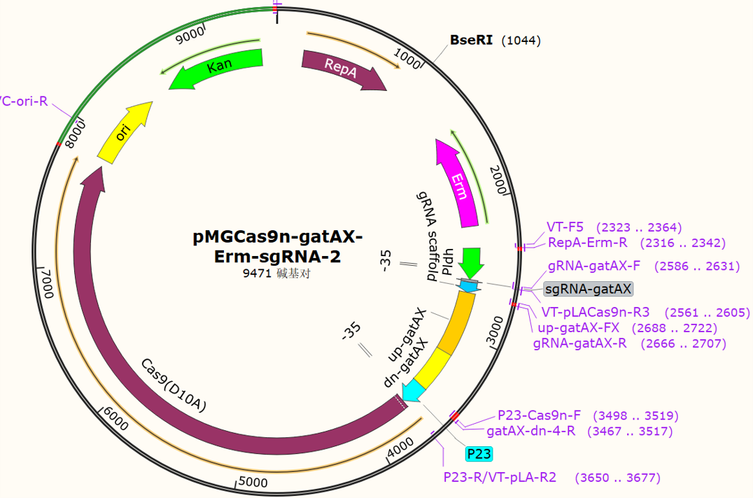 pMGCas9n - gatAX - Erm - sgRNA - 2