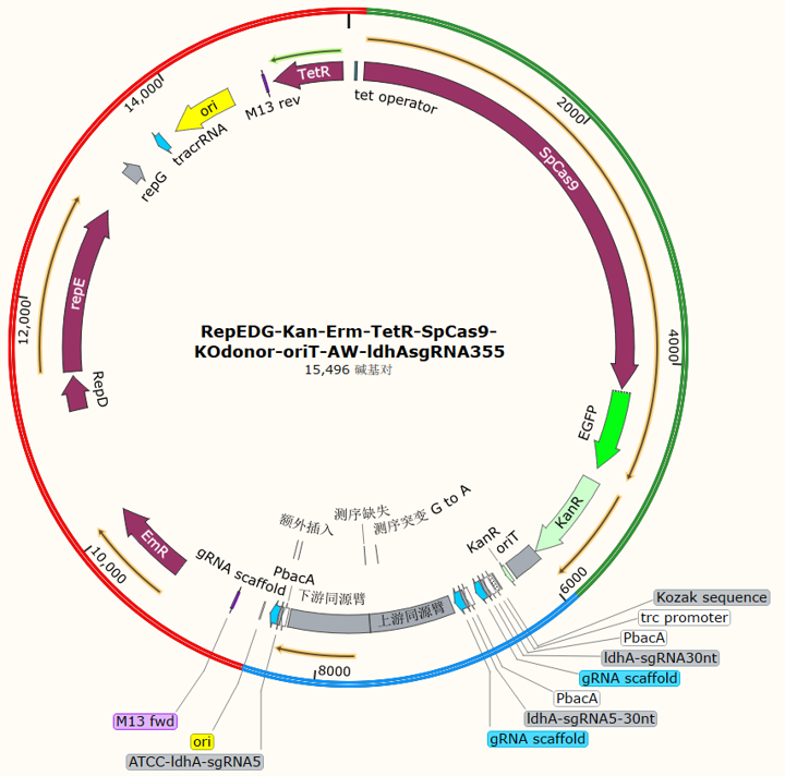 RepEDG-Kan-Erm-TetR-SpCas9-KOdonor-AW-ldhAsgRNA355