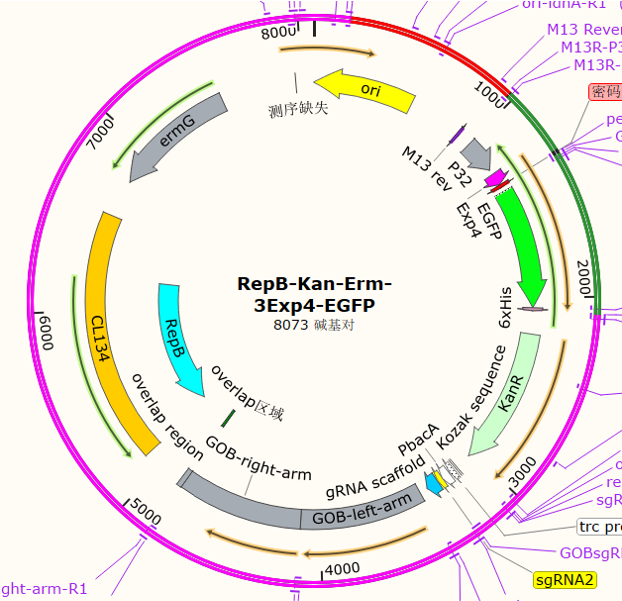 RepB-Kan-Erm-3Exp4-EGFP