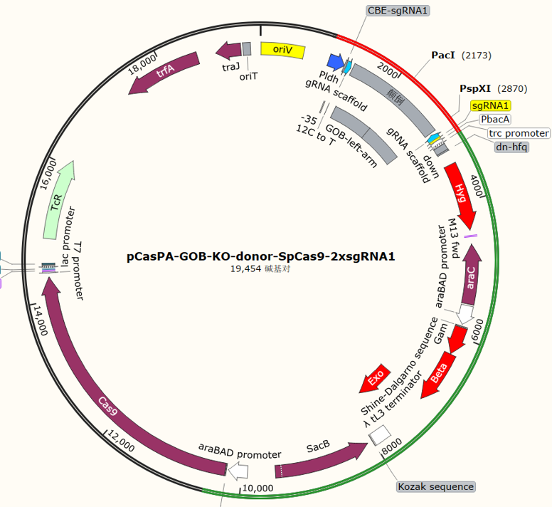 pCasPA - GOB - KO - donor - SpCas9 - 2xsgRNA1
