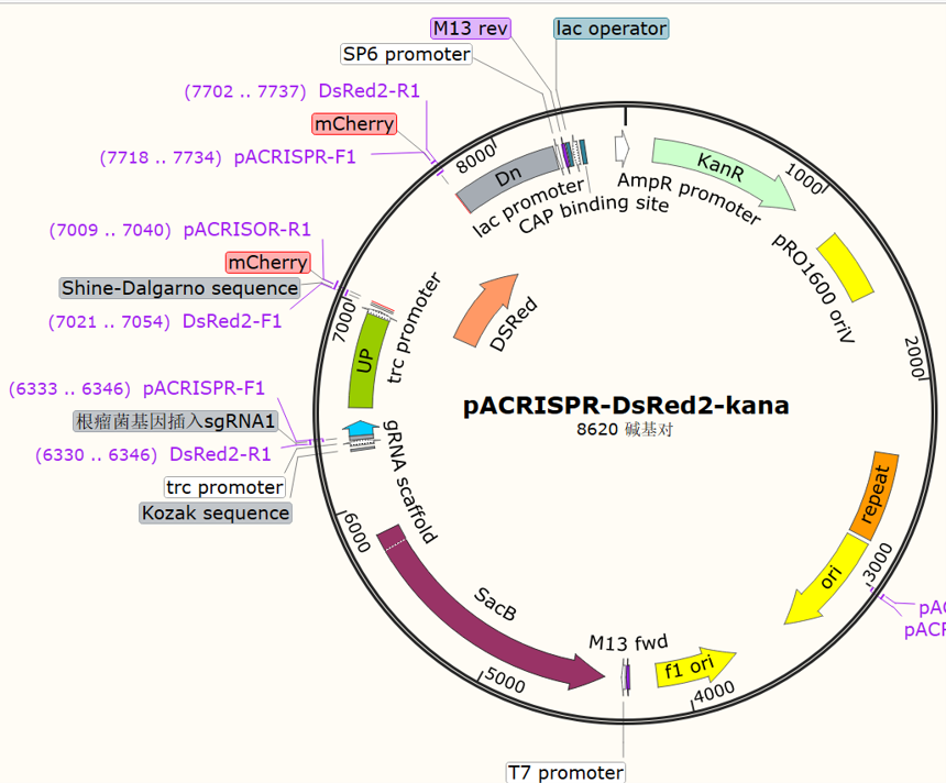 pACRISPR-DsRed2-channel
