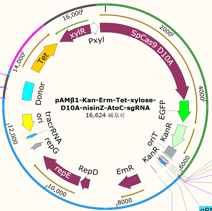pAMβ1-Can-Erm-Tet-xylose-D10A-nisinZ-AtoC-sgRNA