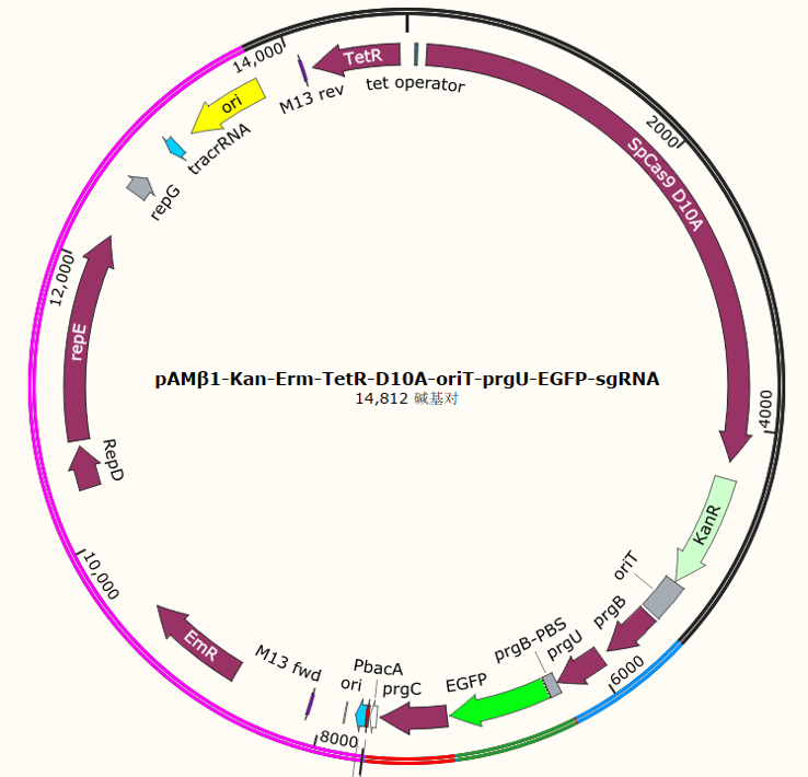 pAMβ1-Kan-Erm-TetR-D10A-oriT-prgU-EGFP-sgRNA