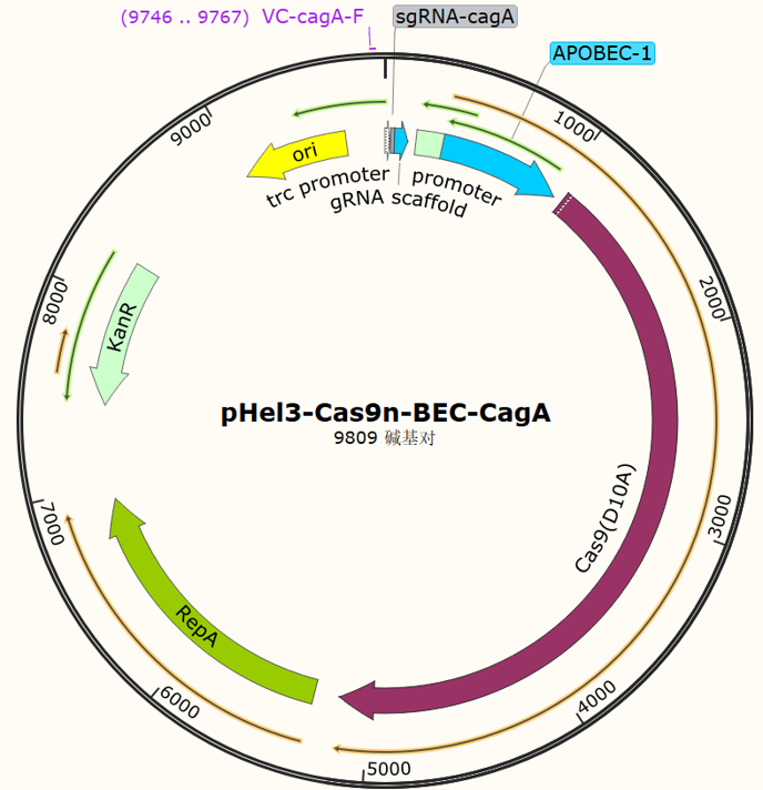 pHel3 - Cas9n - BEC - CagA
