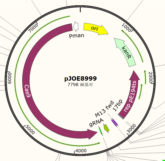 pJOE8999