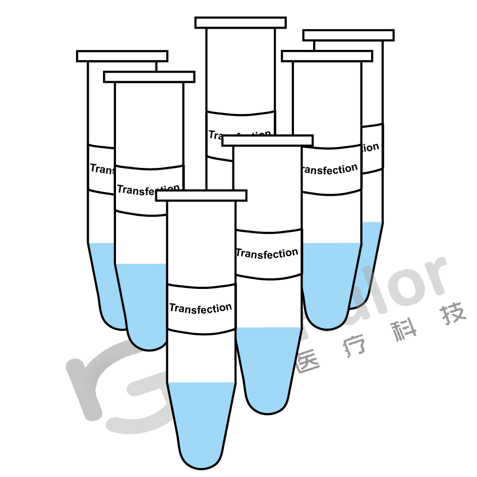 GeneRulor Transposase