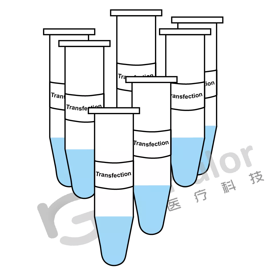 GeneRulor Transposase
