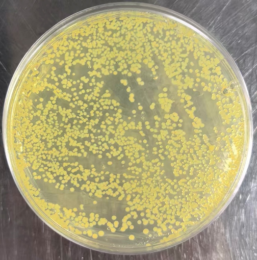 谷氨酸棒状杆菌 (Corynebacteriumglutamicum) 基因编辑服务 - 舒桐科技——一站式基因编辑平台