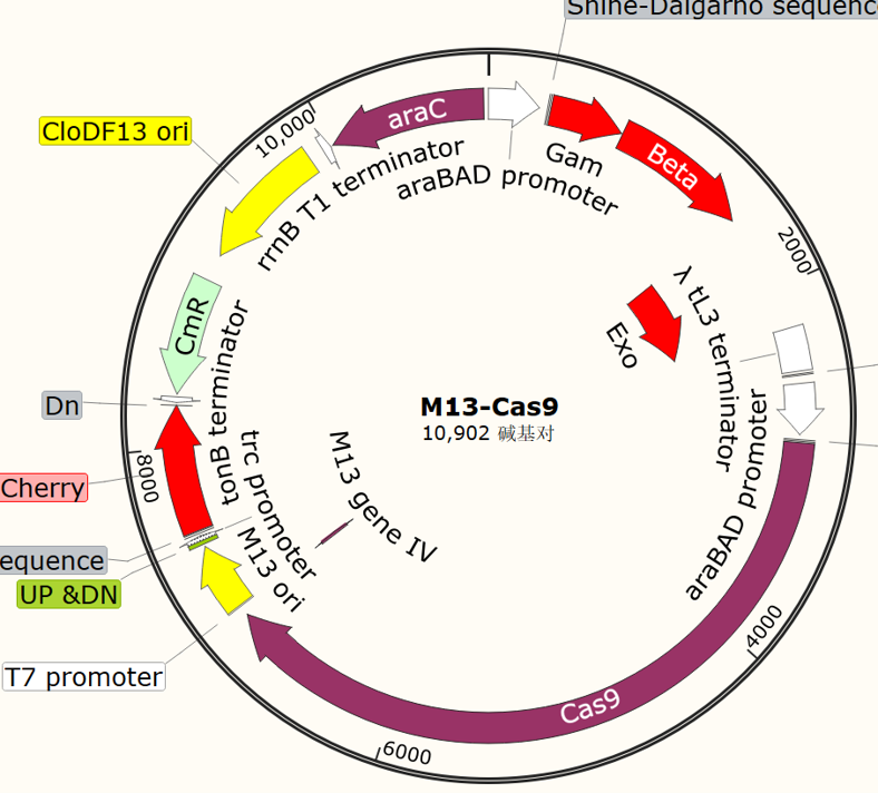 M13-Cas9