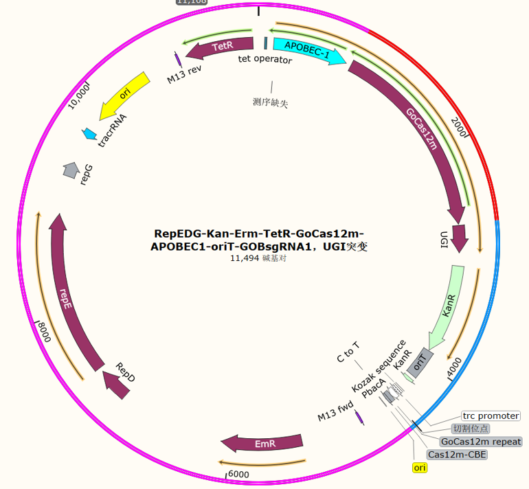 RepEDG-Kan-Erm-TetR-GoCas12m-APOBEC1-oriT-GOBsgRNA1