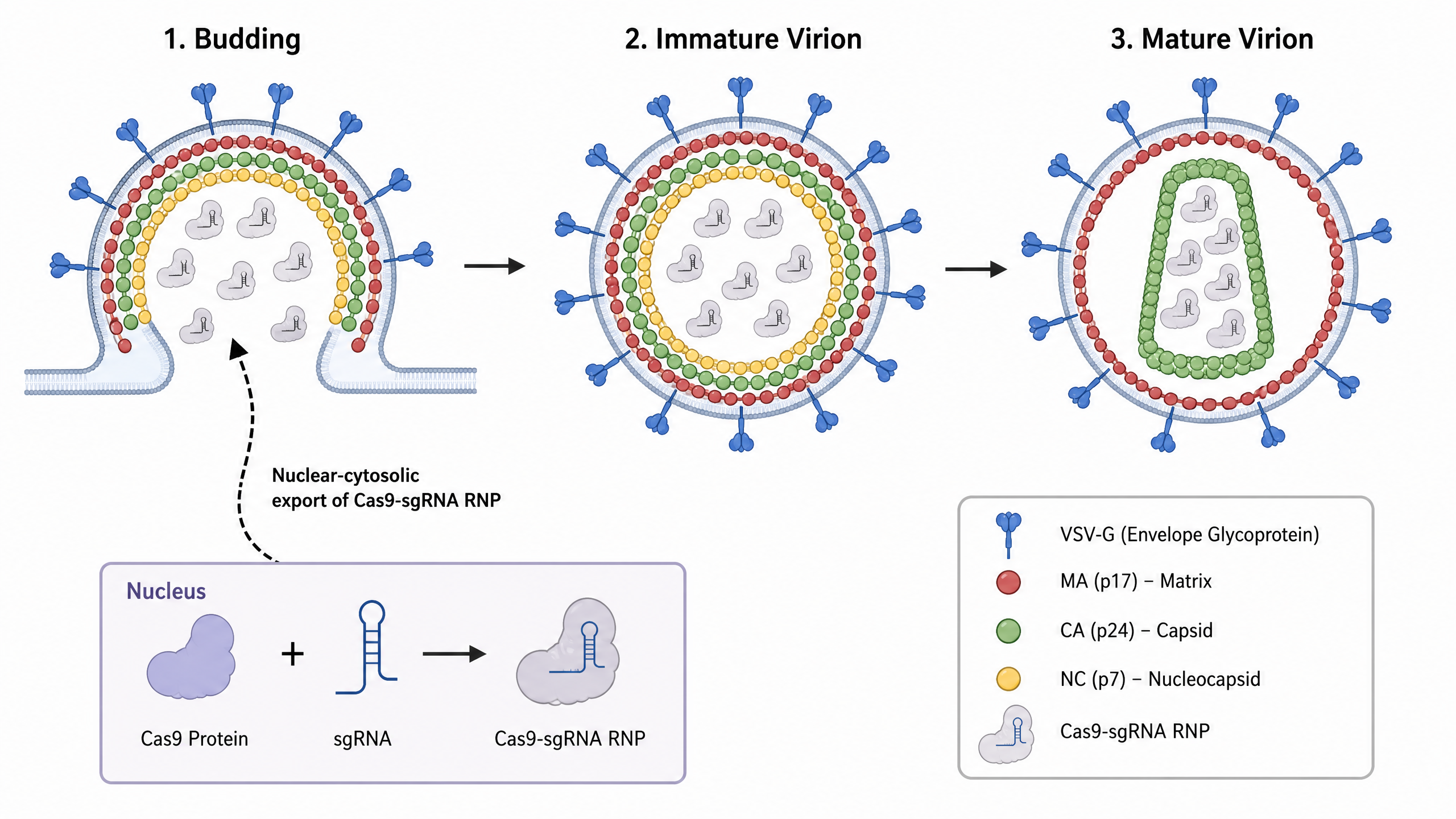 LvNP vector_process.png