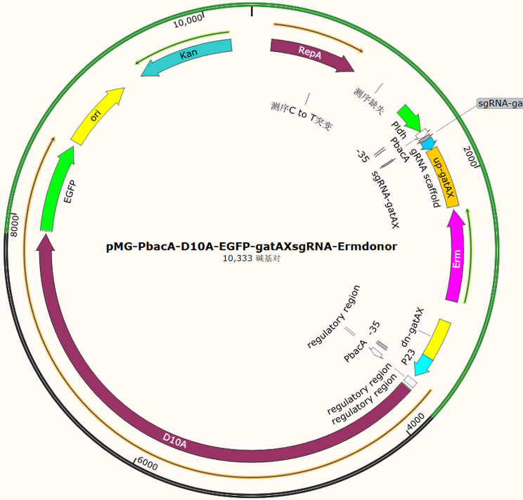 pMG - PbacA - D10A - EGFP - gatAXsgRNA - Ermdonor