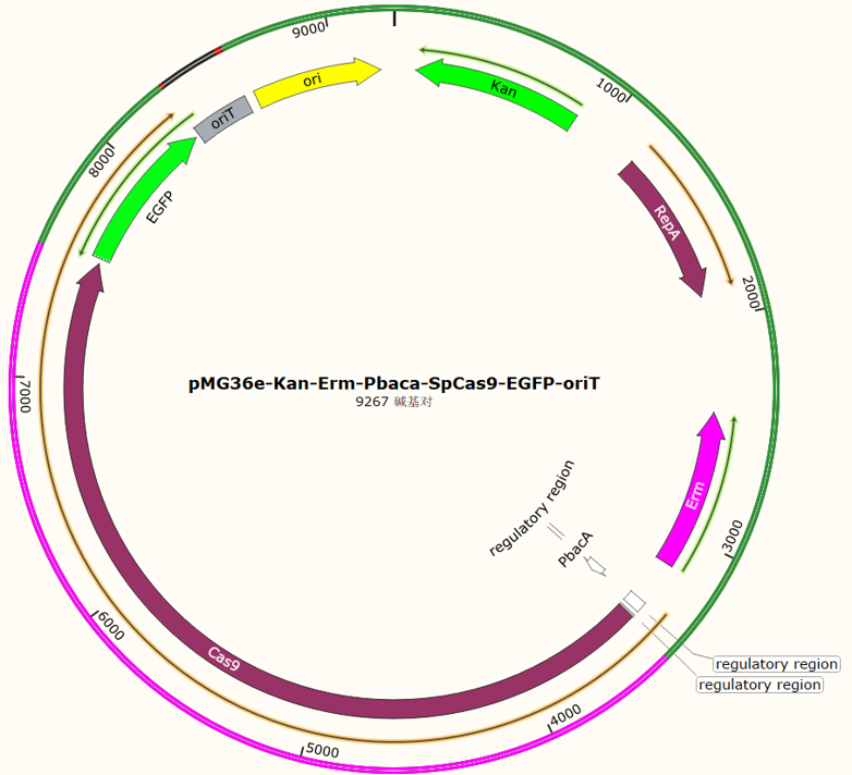 pMG36e-Kan-Erm-Pbaca-SpCas9-EGFP-oriT