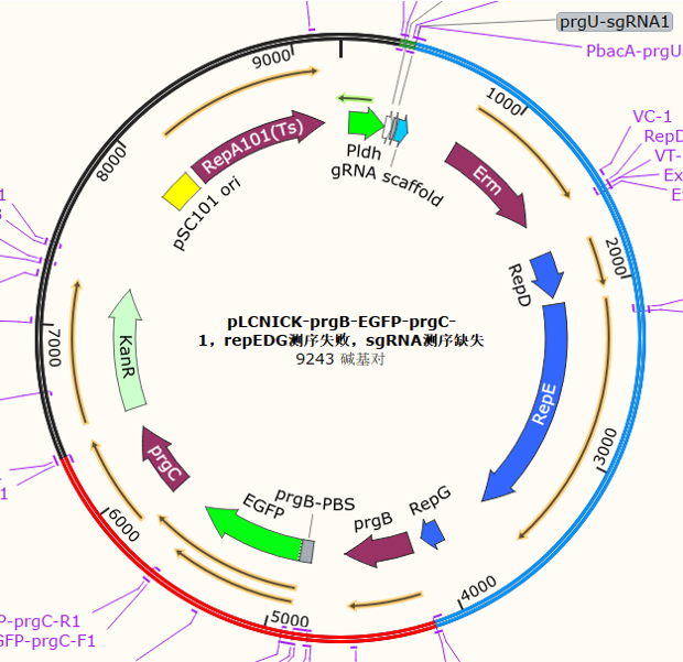 pLCNICK-prgB-EGFP-prgC-1