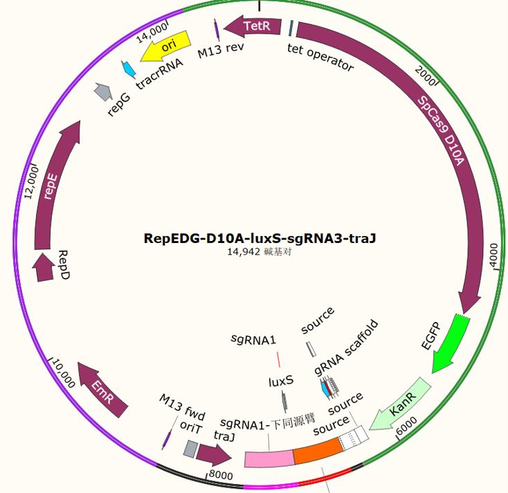 RepEDG-D10A-luxS-sgRNA3-traJ
