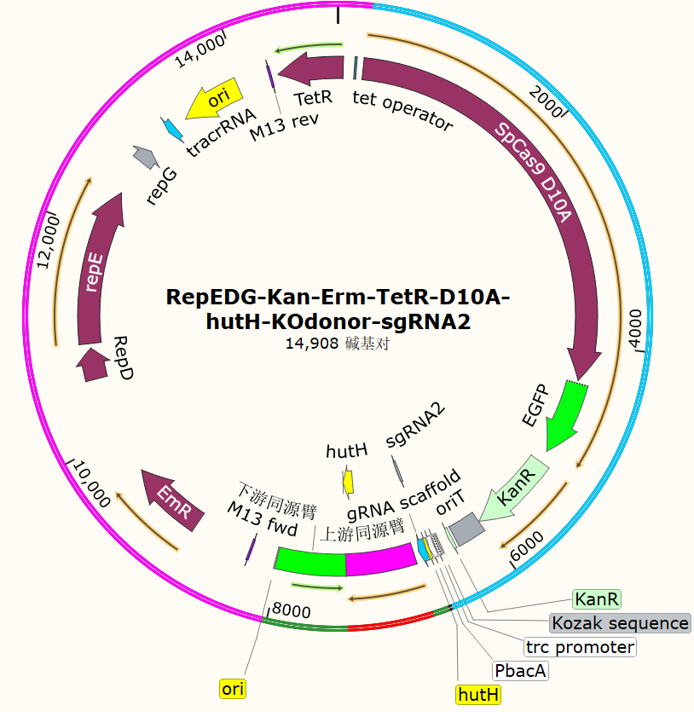 RepEDG-Kan-Erm-TetR-D10A-hutH-KOdonor-sgRNA2