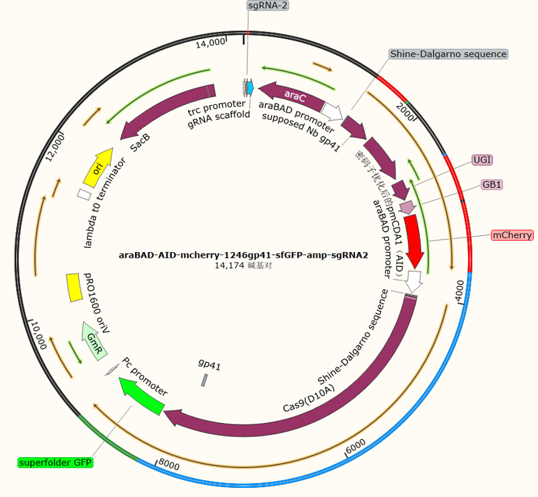 araBAD - AID - mcherry - 1246gp41 - sfGFP - amp - sgRNA2