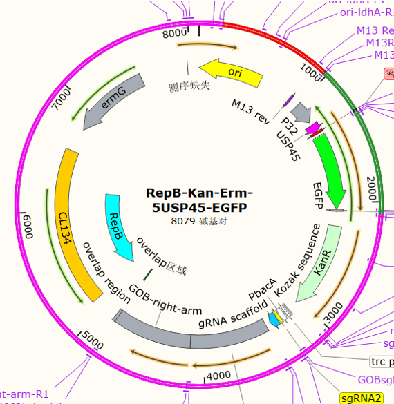 Ws Repb RepB-Kan-Erm-5USP45-EGFP - 舒桐科技——一站式基因编辑平台
