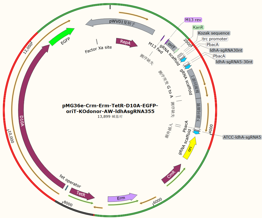 pMG36e - Crm - Erm - TetR - D10A - EGFP - oriT - KOdonor - AW - ldhAsgRNA355