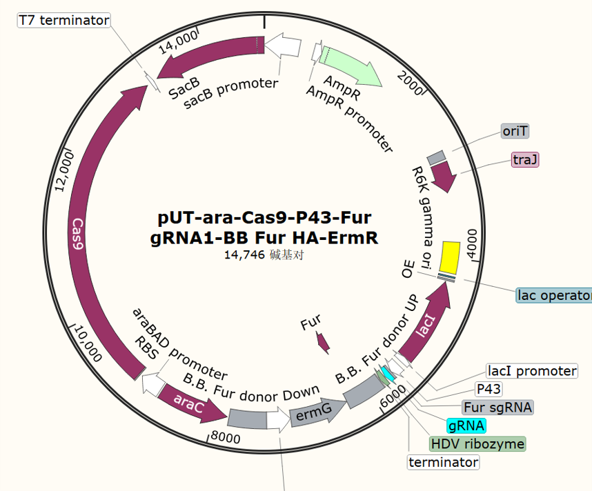 pUT - ara - Cas9 - P43 - Fur gRNA1 - BB Fur HA - ErmR