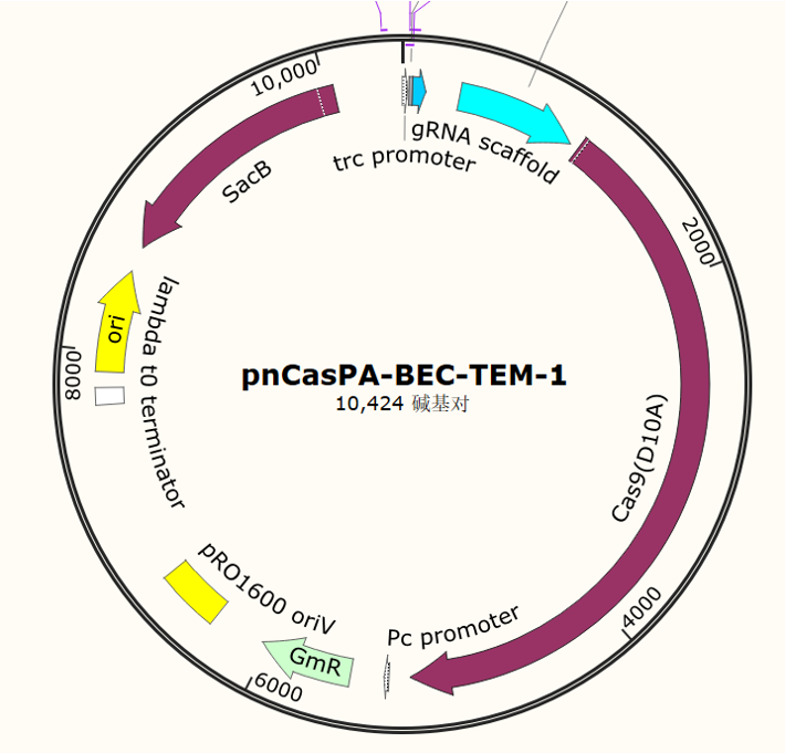 pnCasPA - BEC - TEM - 1