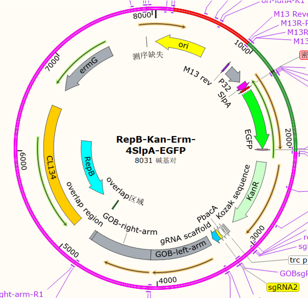 RepB-Kan-Erm-4SlpA-EGFP