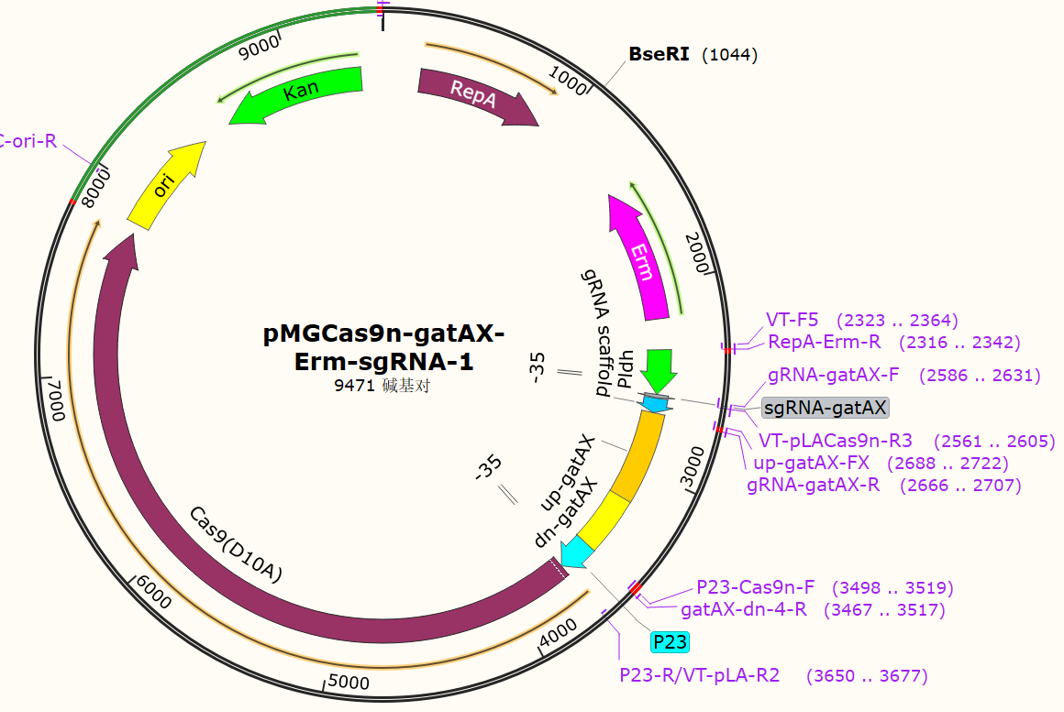 pMGCas9n - gatAX - Erm - sgRNA - 1