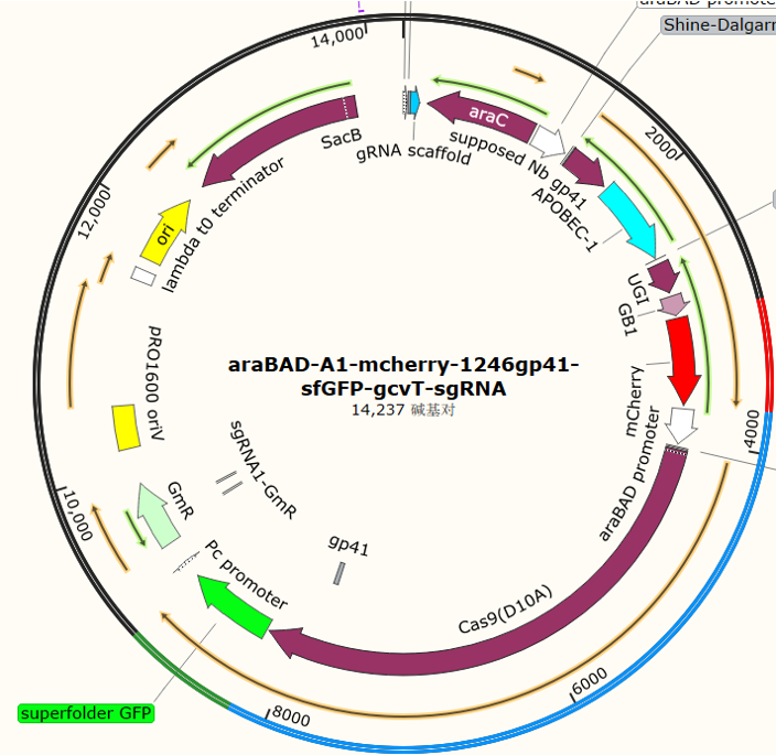 araBAD - A1 - mcherry - 1246gp41 - sfGFP - gcvT - sgRNA