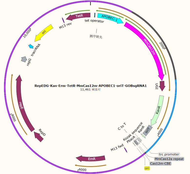RepEDG-Kan-Erm-TetR-MmCas12m-APOBEC1-oriT-GOBsgRNA1