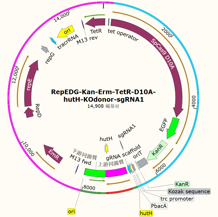 RepEDG-Kan-Erm-TetR-D10A-hutH-KOdonor-sgRNA1