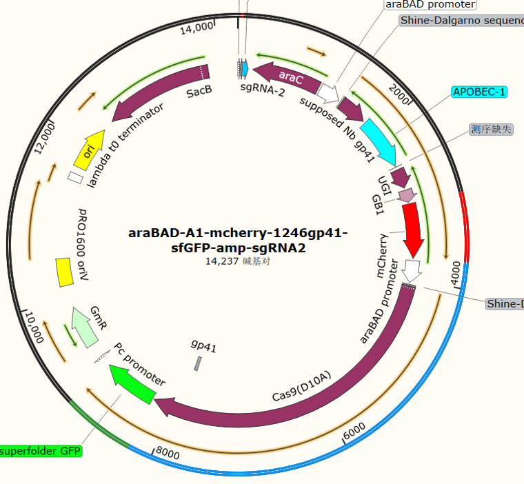 araBAD - A1 - mcherry - 1246gp41 - sfGFP - amp - sgRNA2