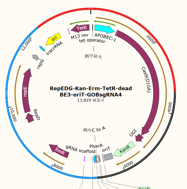 RepEDG-Kan-Erm-TetR-dead BE3-oriT-GOBsgRNA4