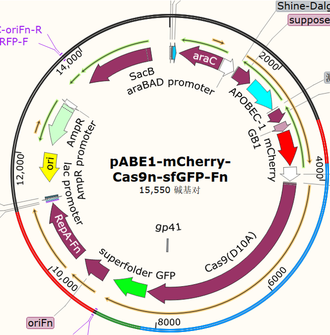 pABEl - mCherry - Cas9n - sfGFP - Fn