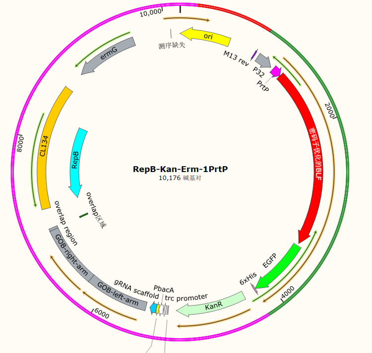 RepB-Kan-Erm-1PrtP
