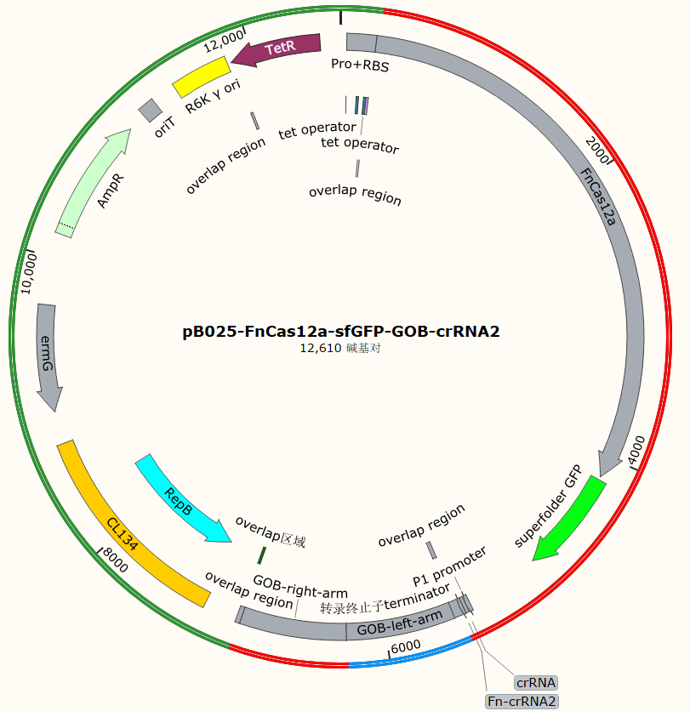 pB025-FnCas12a-sfGFP-GOB-crRNA2