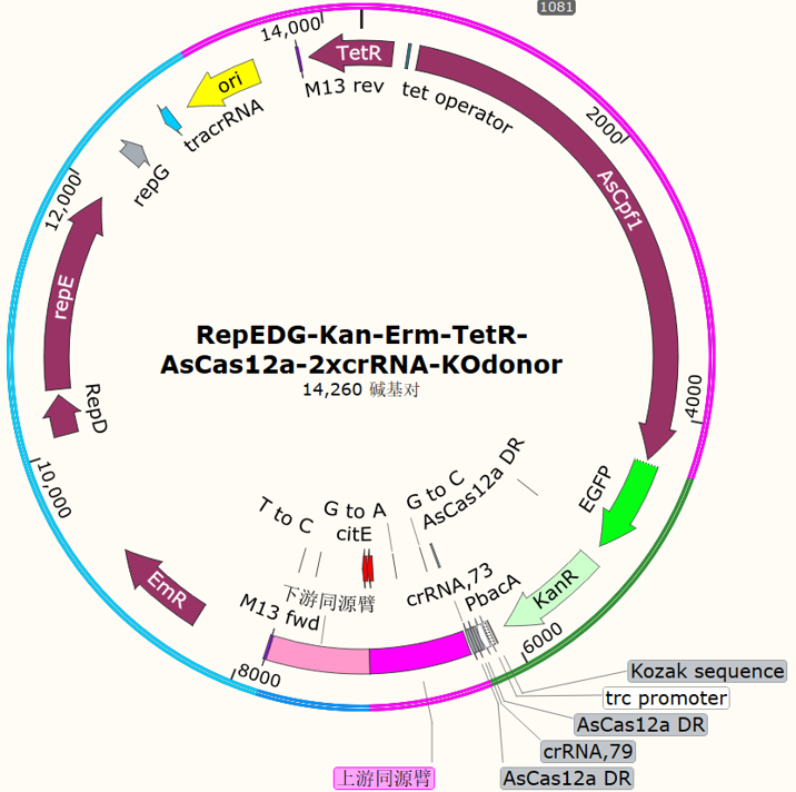 RepEDG-Kan-Erm-TetR-AsCas12a-2xcrRNA-KOdonor