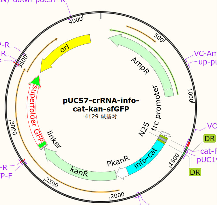 pUC57-crRNA-info-cat-kan-sfGFP