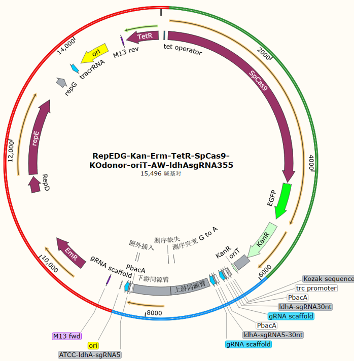 RepEDG-Kan-Erm-TetR-SpCas9-KOdonor-oriT-AW-ldhAsgRNA355