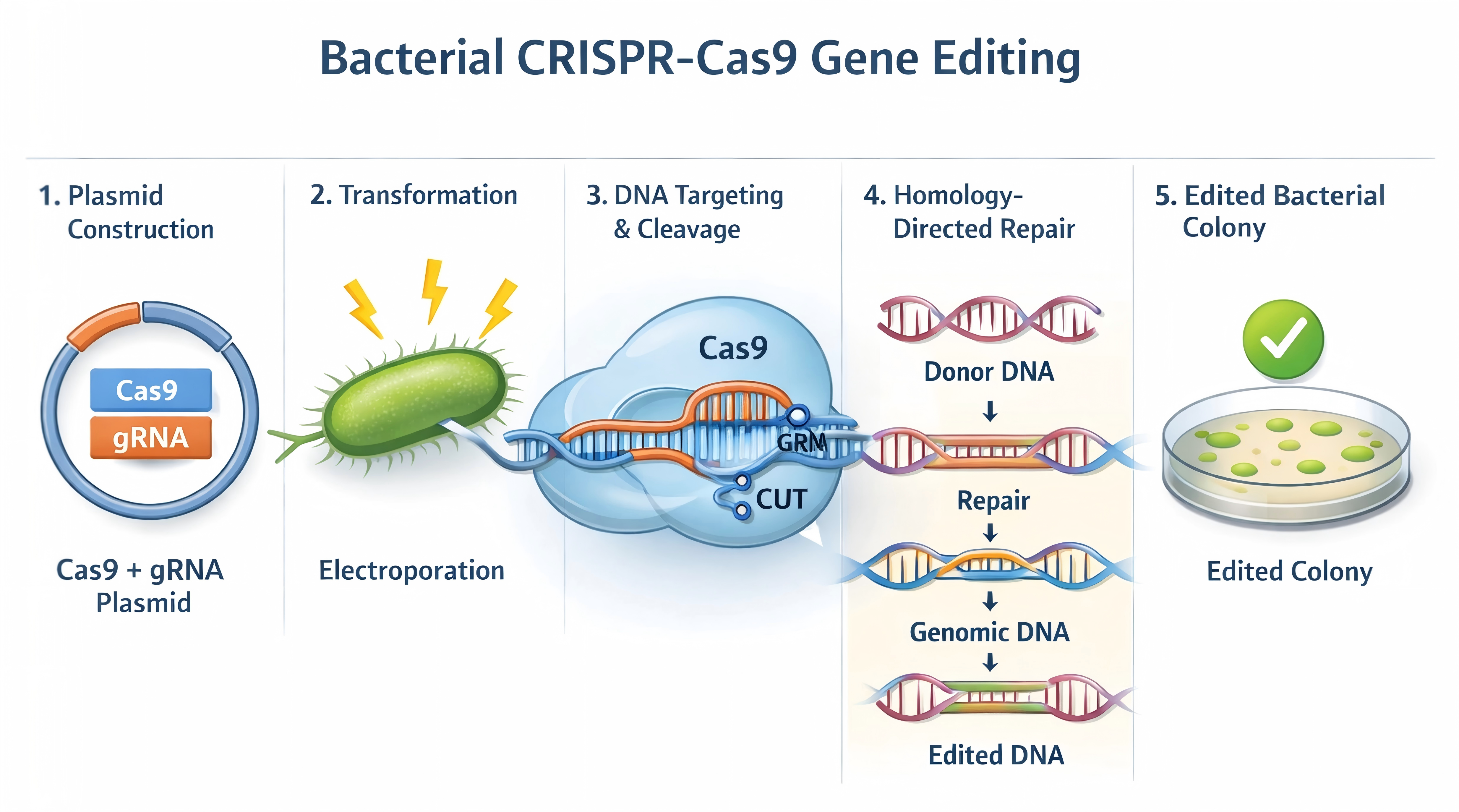 Escherichia coli - GeneRulor | Gene Editing & CGT Safety Assessment ...