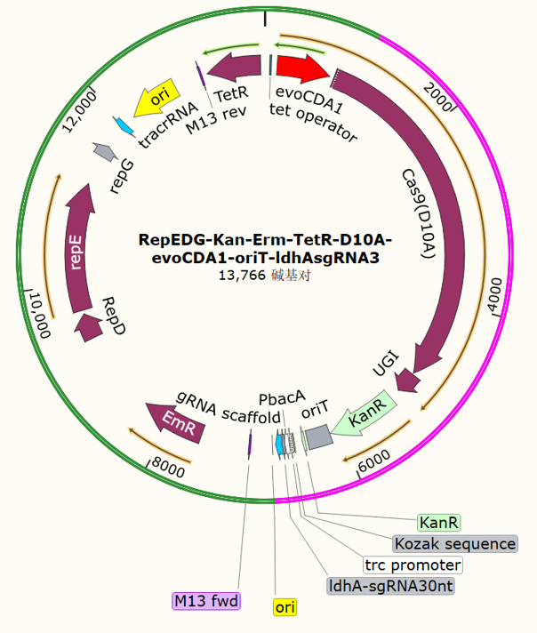 RepEDG-Kan-Erm-TetR-D10A-evoCDA1-oriT-ldhAsgRNA3