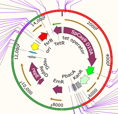 pAMβ1-Can-Erm-TetR-D10A-fsrB-AtoT-sgRNA