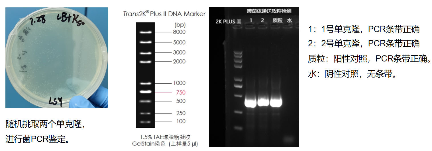 M13噬菌体3.png