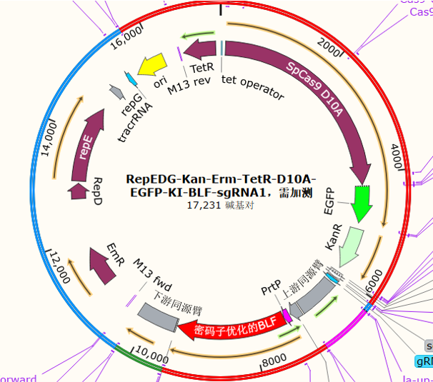 RepEDG-Kan-Erm-TetR-D10A-EGFP-KI-BLF-sgRNA1