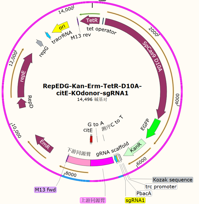 RepEDG-Kan-Erm-TetR-D10A-citE-KOdonor-sgRNA1