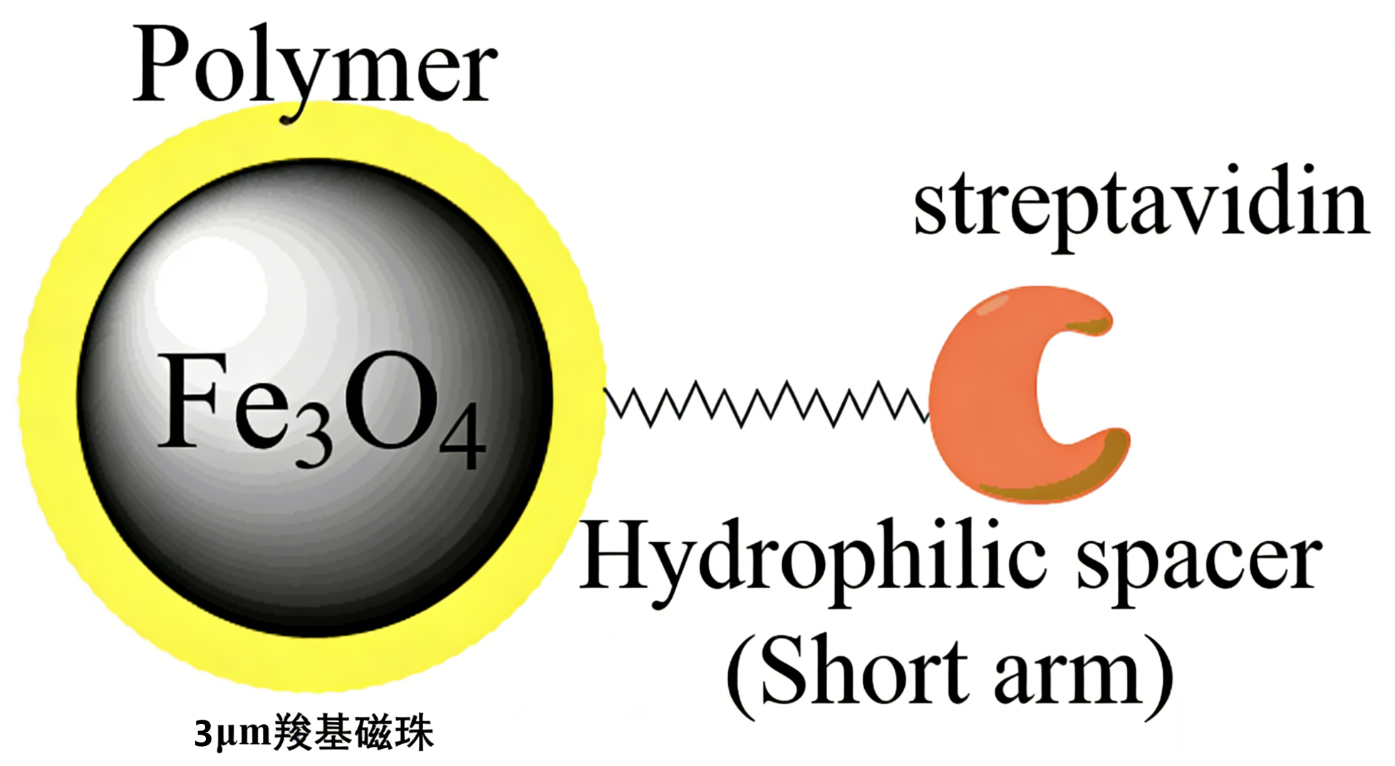 3μm