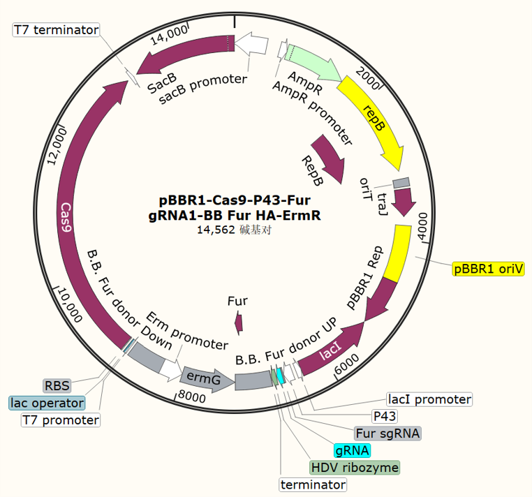 pBBR1 - Cas9 - P43 - Fur gRNA1 - BB Fur HA - ErmR